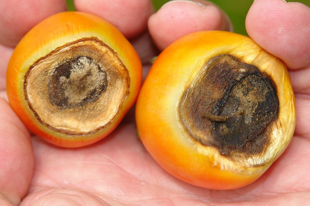 Tomato with blossom end rot showing a dark sunken spot at the bottom of the fruit