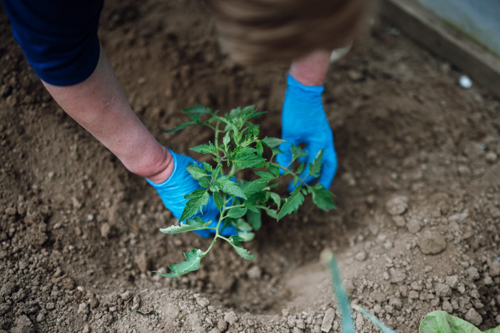 Gardener testing soil before spring planting with seedling trays nearby