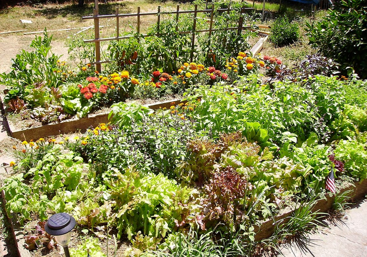 Vegetable garden bed with tomatoes, basil, and marigolds planted together as companions