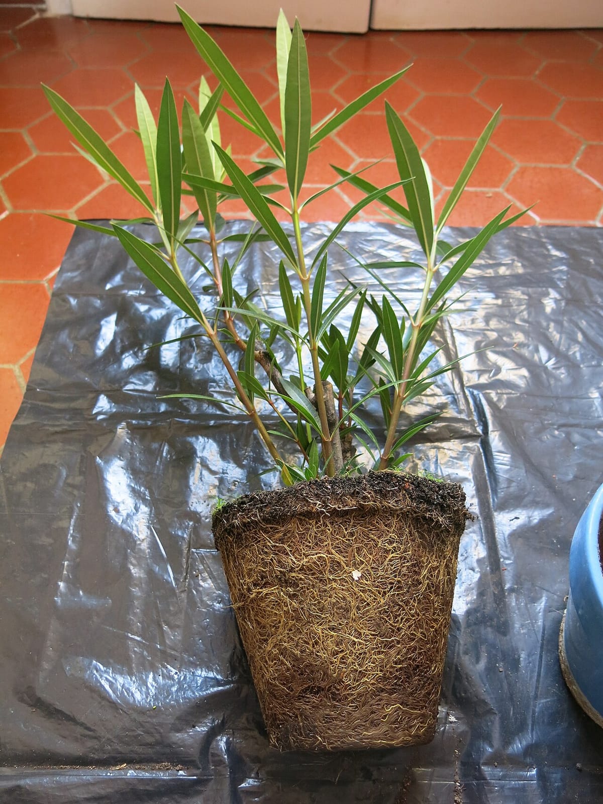 Terracotta pot on its side showing drainage hole and potting mix on a garden bench