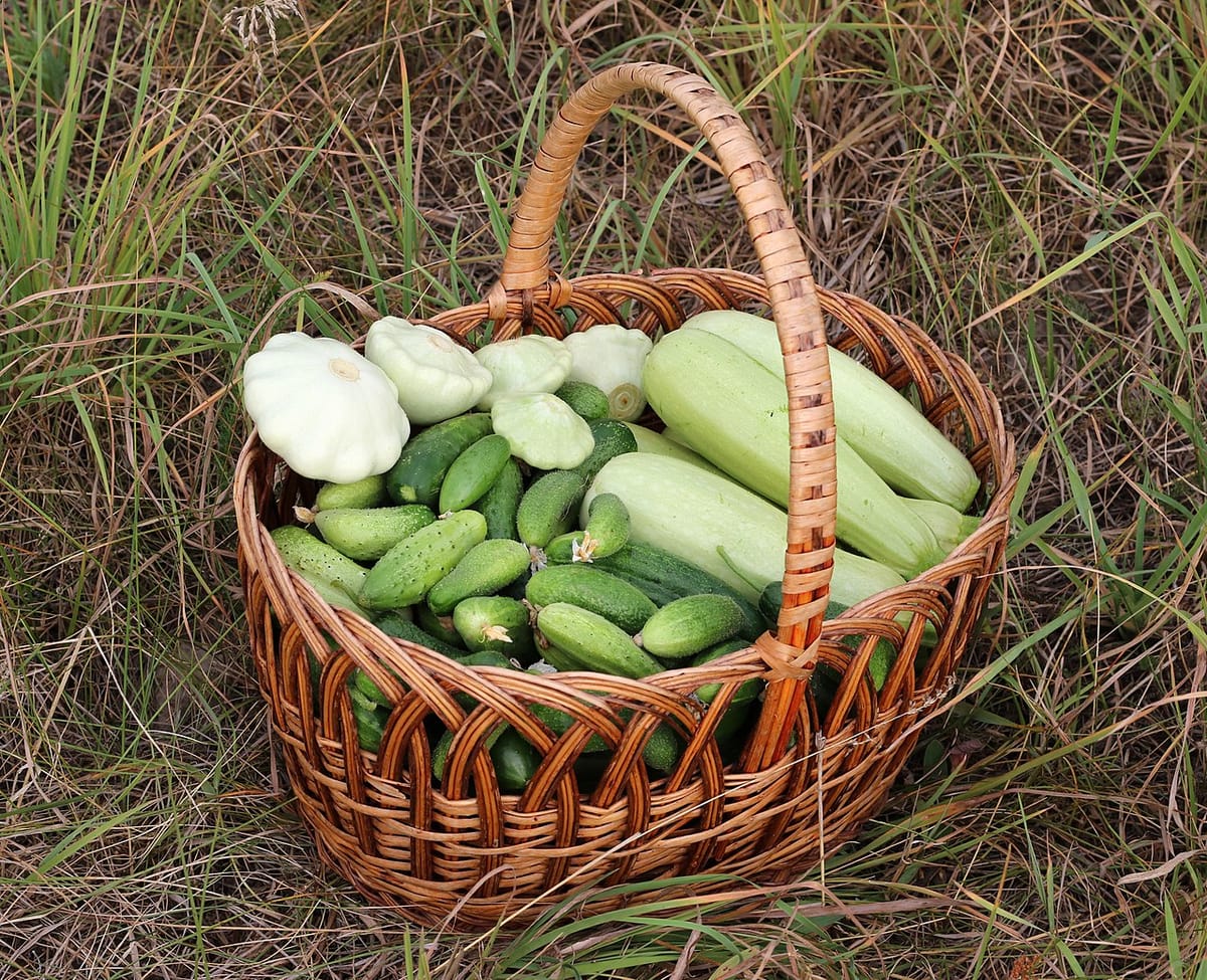 Harvest basket filled with easy-to-grow vegetables including radishes, lettuce, beans, and cherry tomatoes