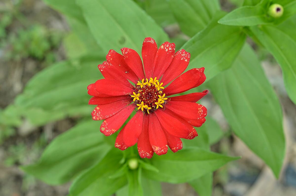 Colorful border of easy annual flowers including zinnias, cosmos, and marigolds in full bloom