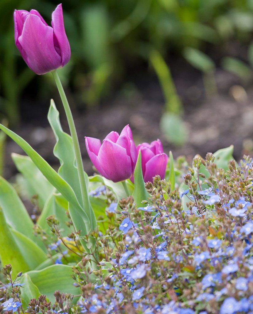 Hands planting tulip bulbs pointed end up in a fall garden bed