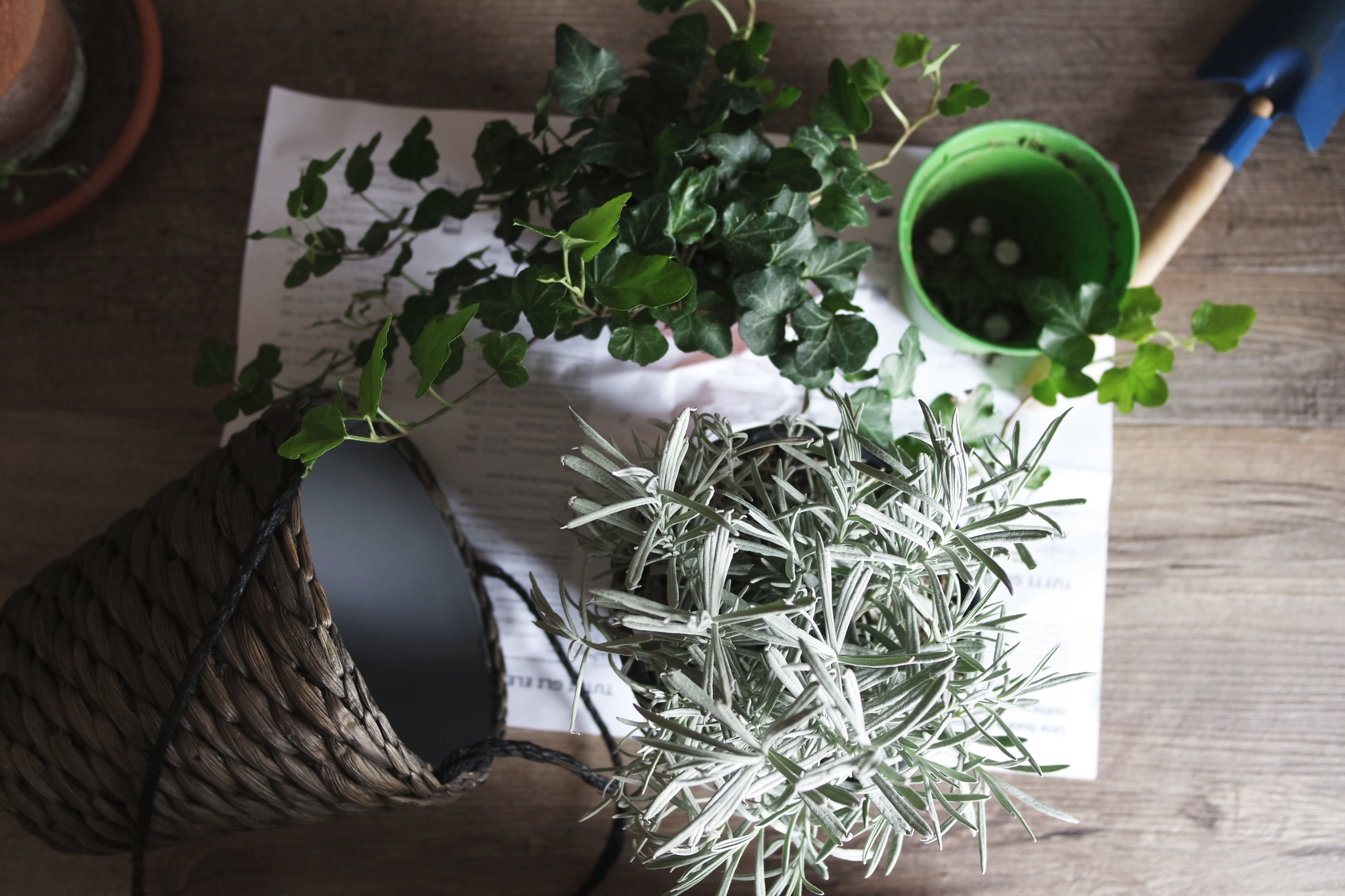 Hand trowel beside potted plants, rosemary, and gardening supplies on a wooden table