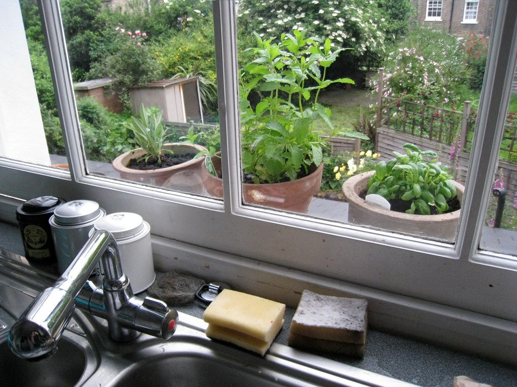 Potted herbs growing under a grow light on an indoor kitchen counter with winter frost visible outside