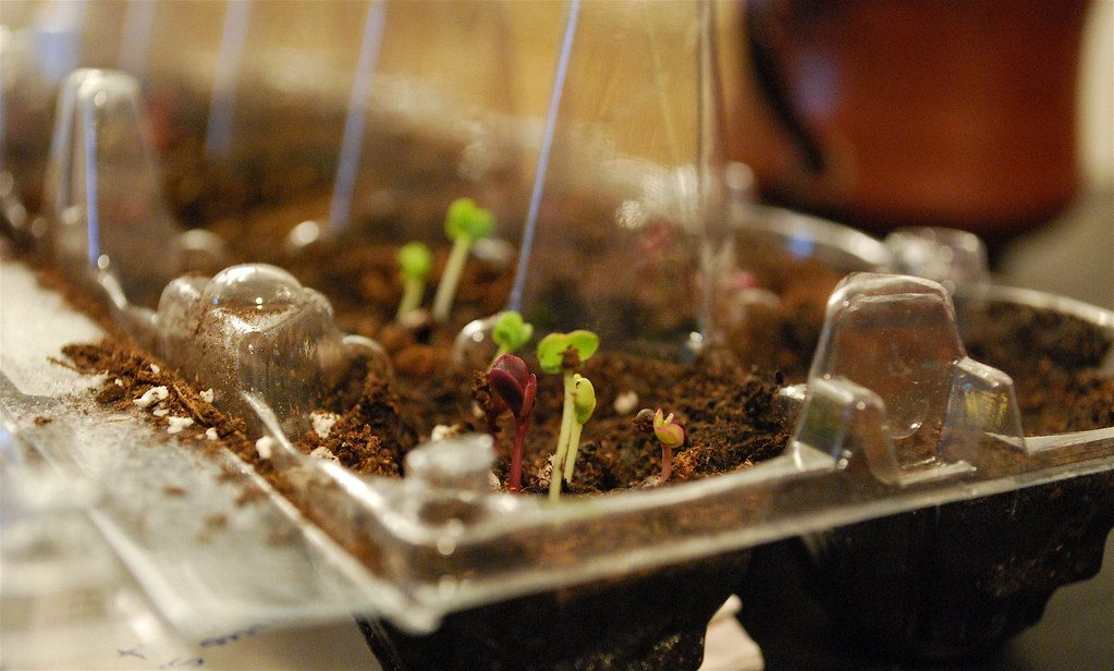 Tray of microgreens growing on a windowsill, ready to harvest