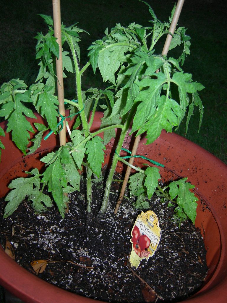 Cherry tomato plant with ripe fruit growing in a large fabric grow bag on a patio
