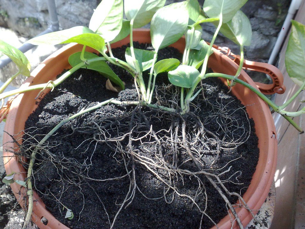 Houseplant roots showing dark mushy root rot alongside healthy white roots