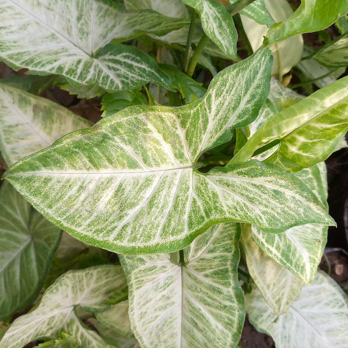 Finger testing soil moisture in a houseplant pot before watering