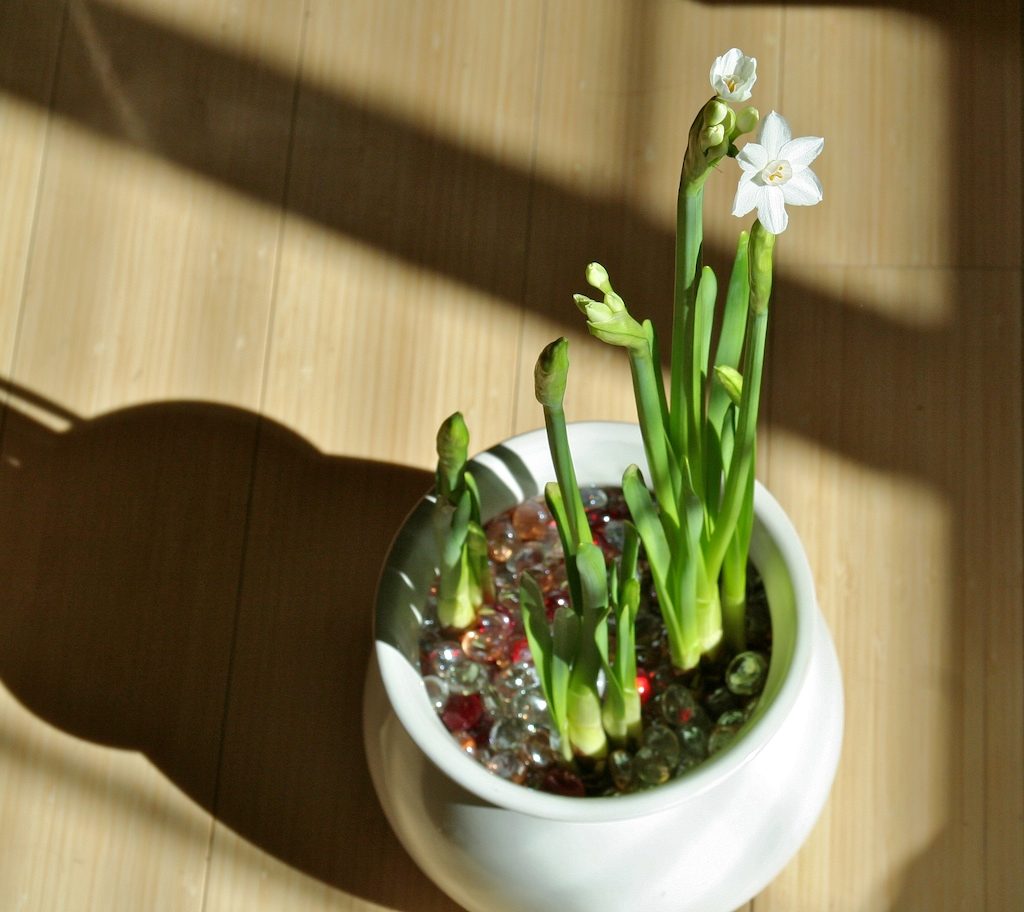 Paperwhite narcissus bulbs blooming indoors in a bowl of pebbles and water in winter