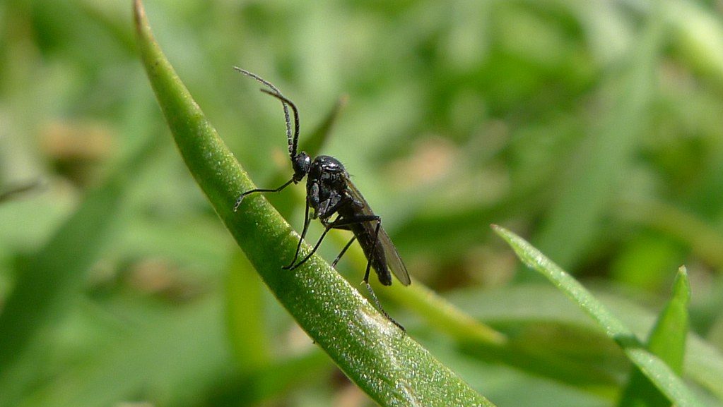 Fungus gnats flying above damp houseplant potting soil