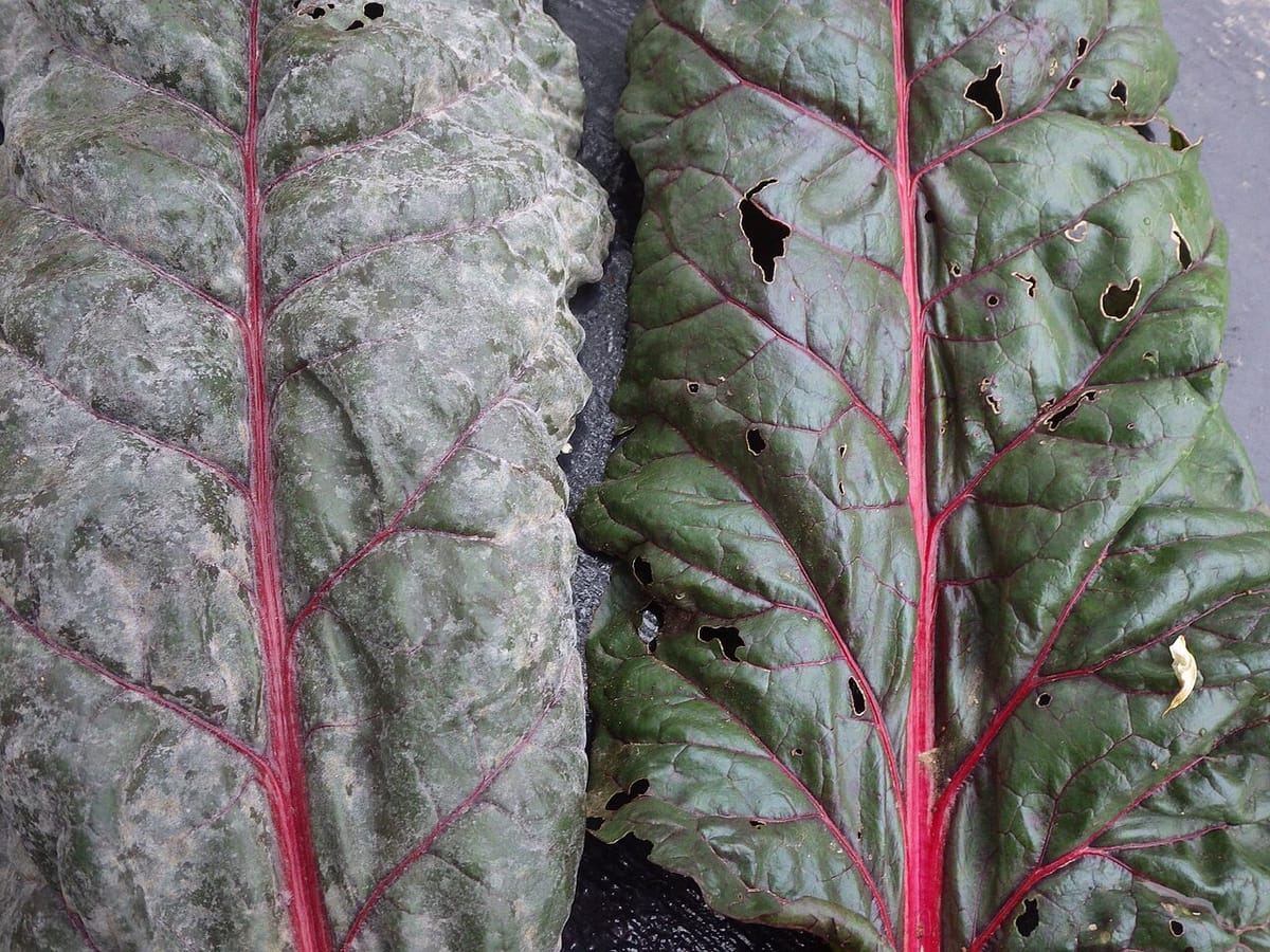 White powdery mildew coating a zucchini leaf in a summer vegetable garden