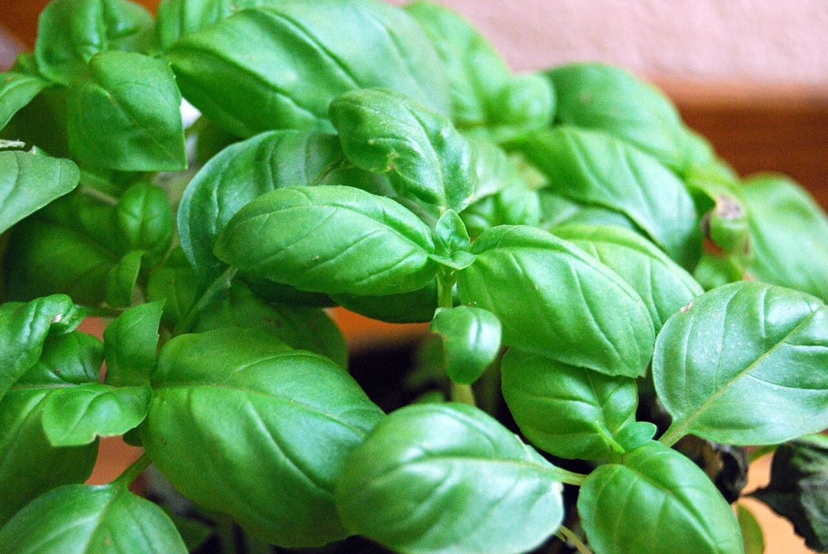 Bushy Genovese basil plant growing in a terracotta pot in full sun