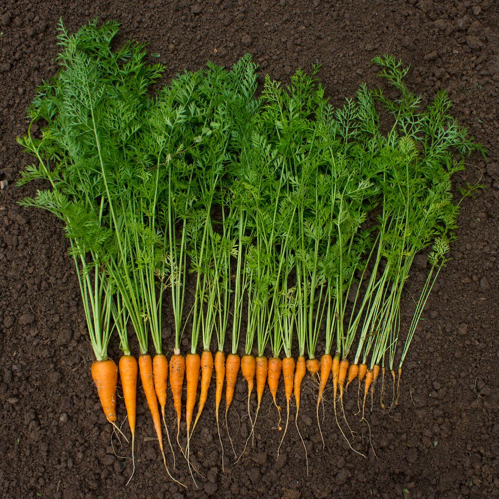 Freshly harvested carrots with green tops on garden soil