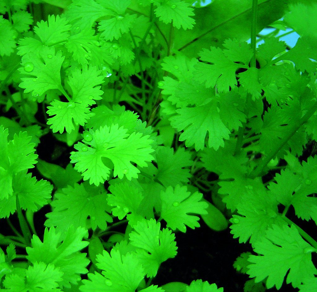 Dense patch of leafy cilantro growing in garden soil before bolting