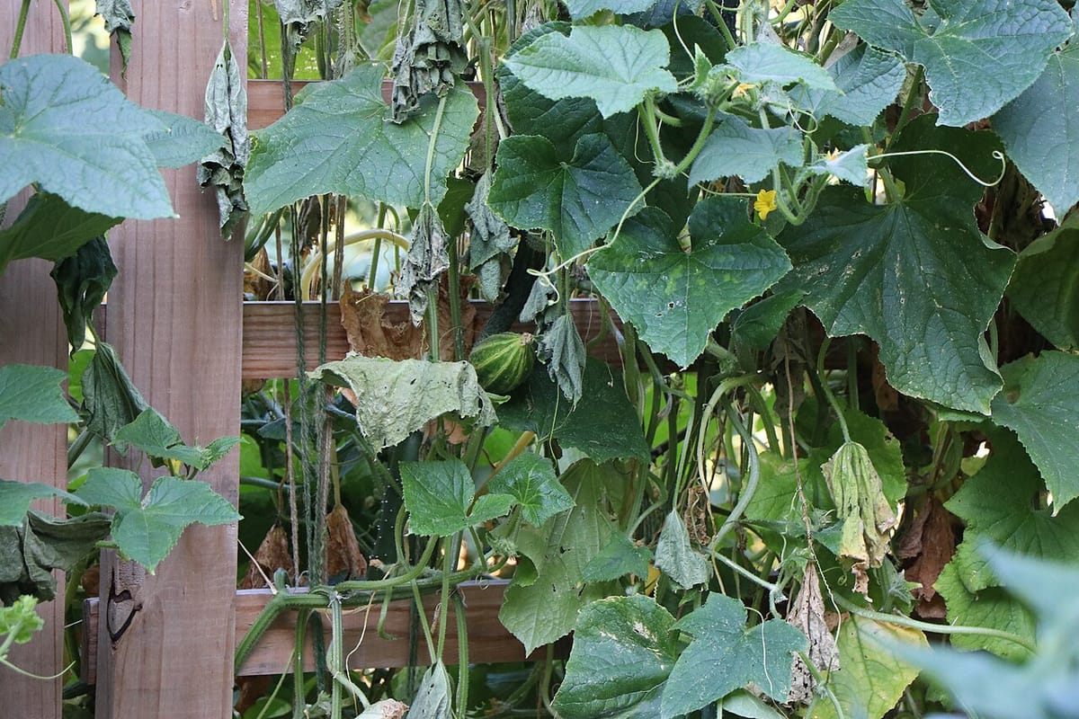 Cucumbers growing straight on a trellised vine in a vegetable garden