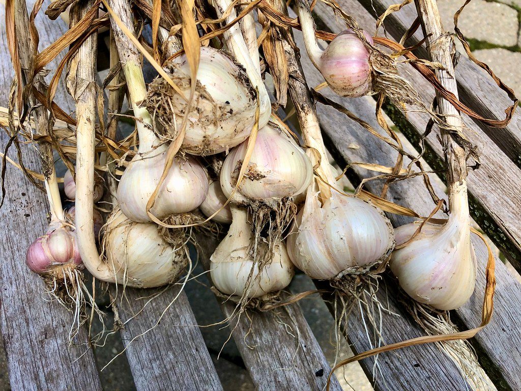 Freshly harvested garlic bulbs curing on a wire rack