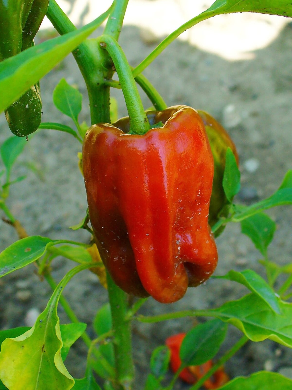 Pepper plant carrying green, orange, and red fruit with a basket of harvested peppers below
