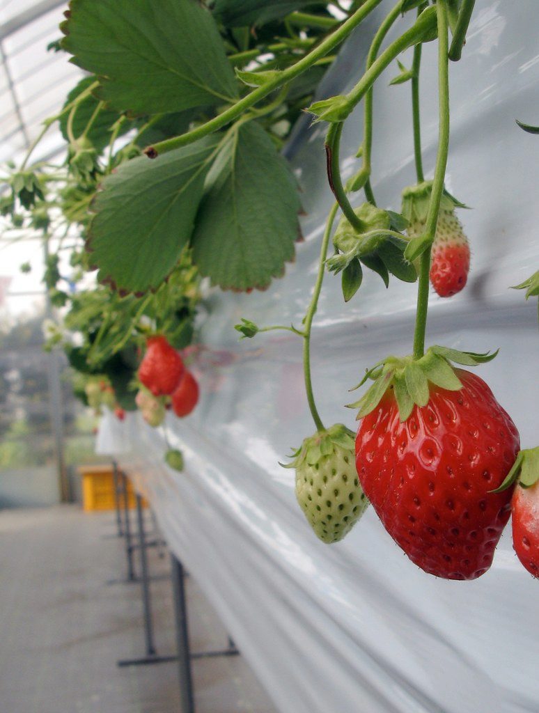 Ripe strawberries growing in a raised bed with flowers and green foliage