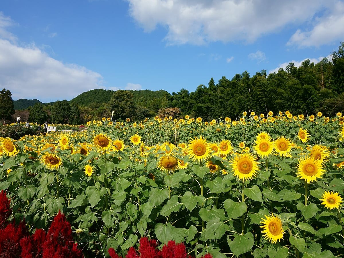 Row of giant sunflowers in full bloom along a garden fence