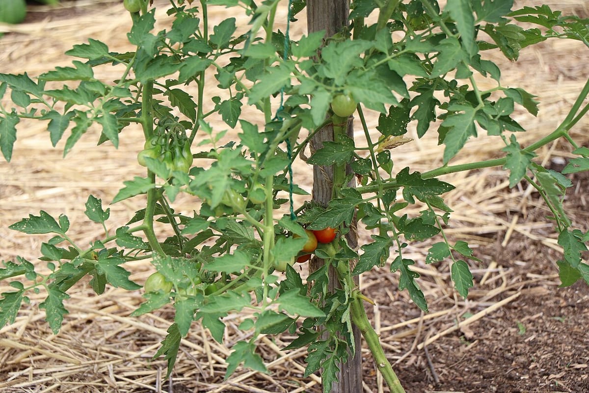 Staked tomato plant with clusters of ripening red tomatoes in a home garden