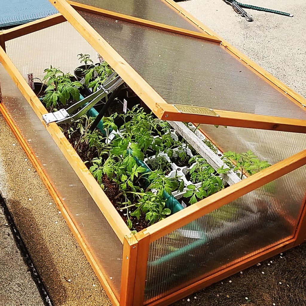 Tray of seedlings acclimating outdoors in partial shade during the hardening off process