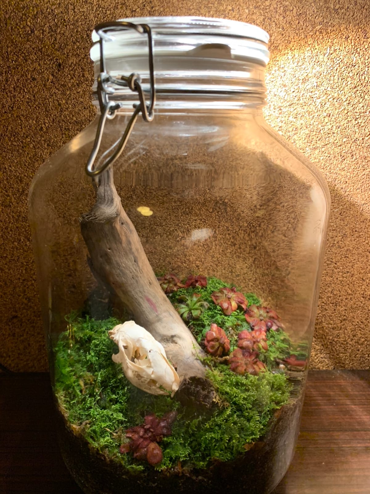 Layered glass terrarium with gravel drainage, soil, and small moss and fern plants