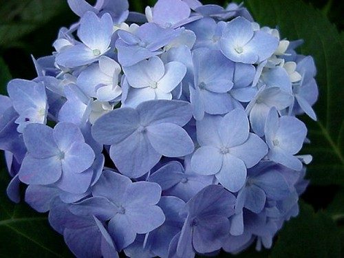 Blooming mophead hydrangea shrub with blue and pink flower clusters