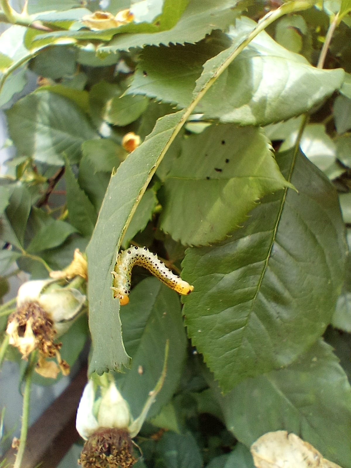 Green caterpillar on a leaf with visible chewing damage in a vegetable garden