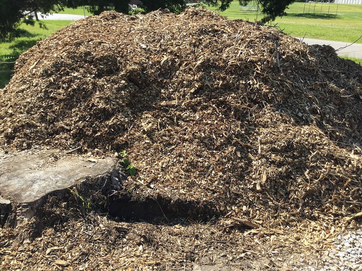 Gloved hands spreading wood mulch around vegetable plants in a raised garden bed
