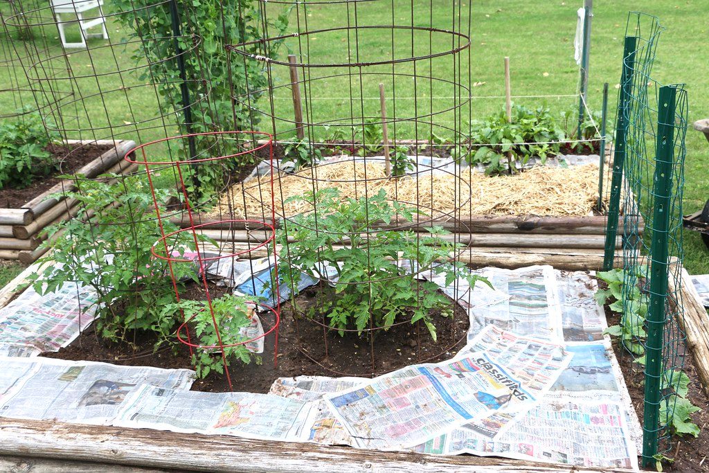 No-dig garden bed built over cardboard and grass with a layer of compost on top