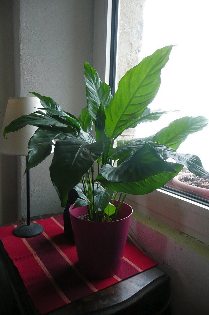 Peace lily plant with glossy green leaves and a white flower spathe