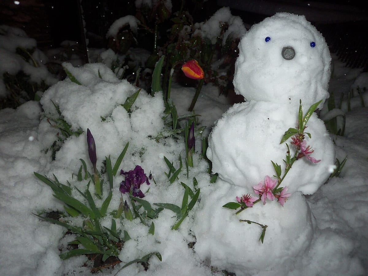 Garden bed mulched for winter with burlap-wrapped shrubs and light snow on the ground