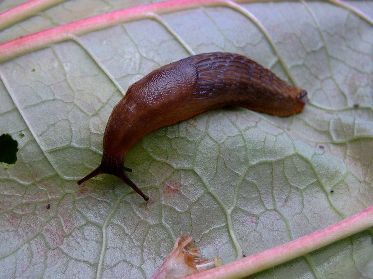 Hosta leaf with ragged slug damage holes and a slime trail on mulch below