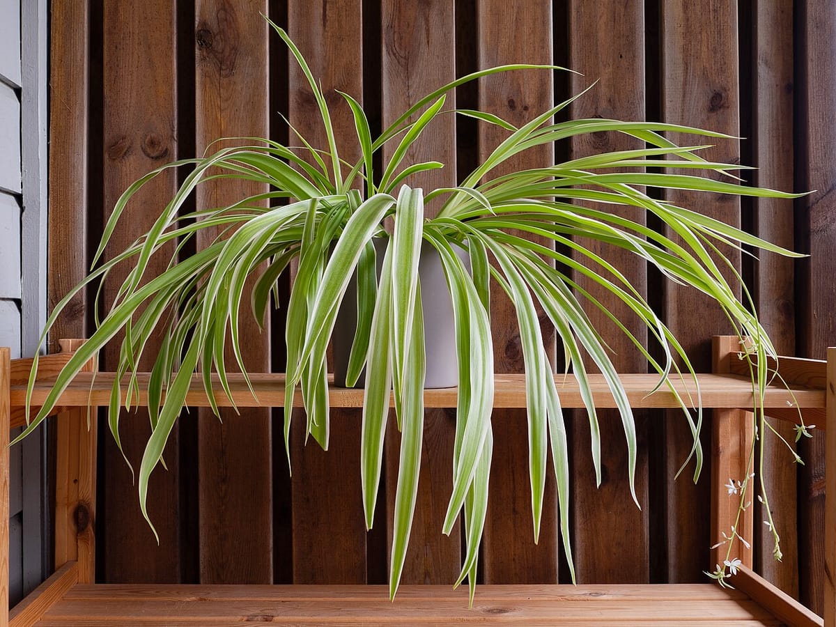 Spider plant in a hanging basket with arching leaves and dangling baby plantlets