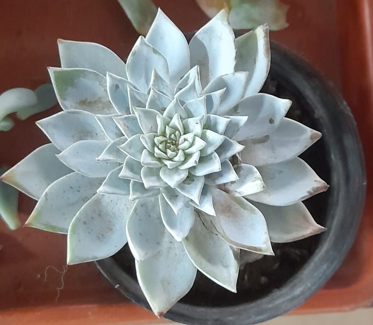Windowsill collection of small potted succulents including echeveria and jade plant in bright sunlight