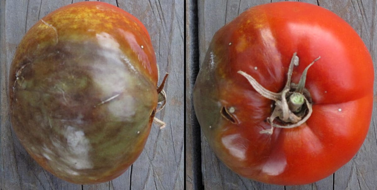 Tomato leaf showing dark spots with concentric rings characteristic of early blight