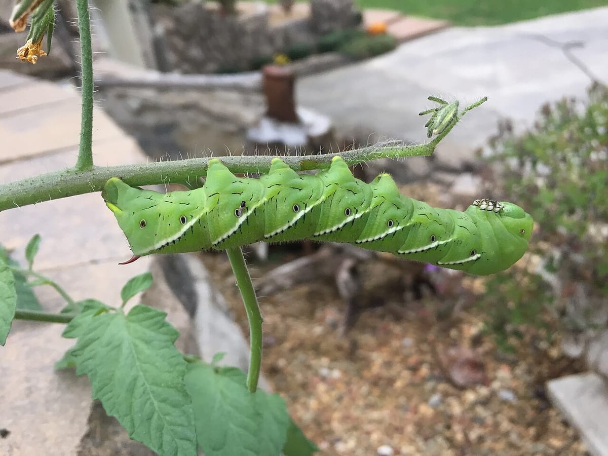 Tomato hornworm caterpillar camouflaged on a tomato plant stem