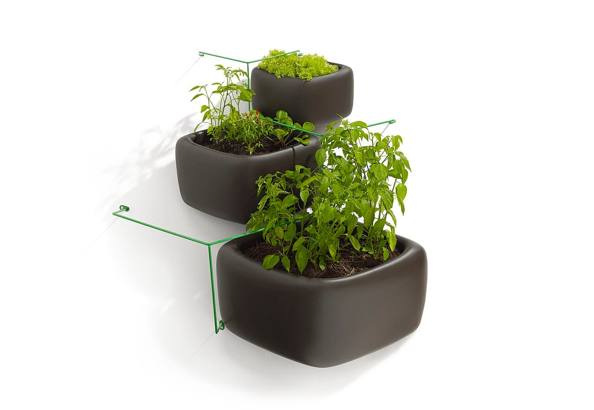 Vertical garden on a fence with climbing beans on a trellis and wall-mounted planters