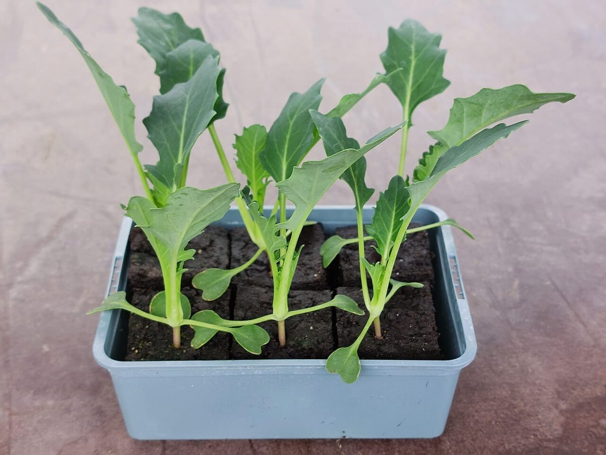 Vegetable seedlings growing under an LED shop light indoors with a frost date circled on a calendar
