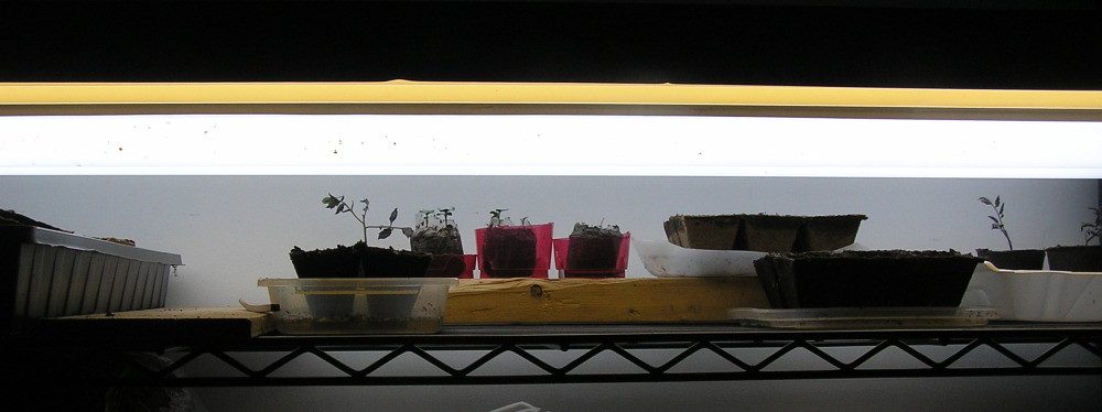 Comparison of stocky seedlings under proper light and leggy seedlings stretching toward a light source