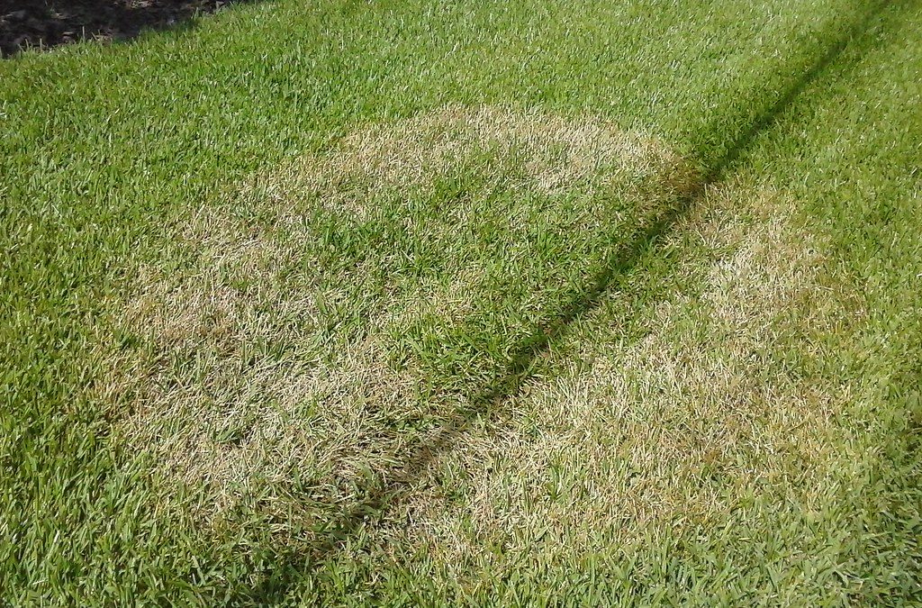 Brown patch of dead grass contrasted against healthy green lawn