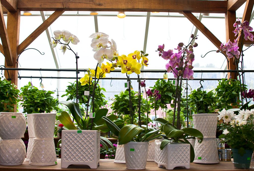 Potted orchids in bloom lined up along a bright windowsill